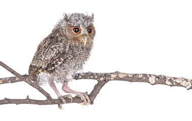 Owl isolated on a white background
