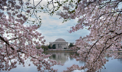 Cherry Blossom 
Washington DC