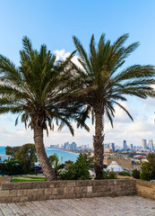 Palm trees on the hill 