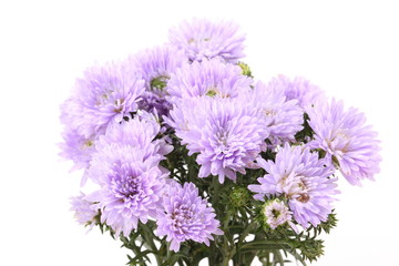 Small purple chrysanthemum on white background