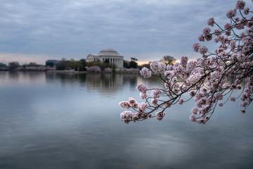 Cherry Blossom, Washington DC