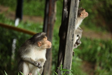 Two Monkeys looking Nature