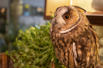 動物54