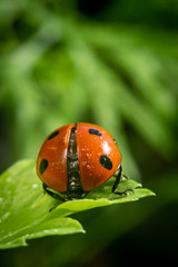 Ladybug on a parsley leaf on a beautiful spring day with green natural background. Macro photography, selective focus.