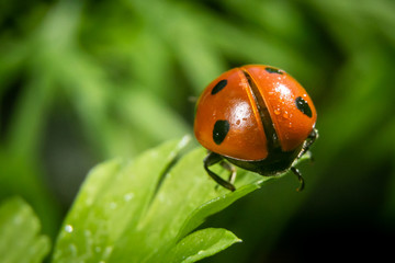 Obraz premium Ladybug on a parsley leaf on a beautiful spring day with green natural background. Macro photography, selective focus.