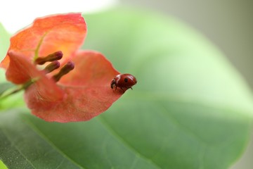 red poppy flower