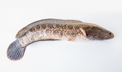 Fototapeta premium A fresh black fish on a white background
