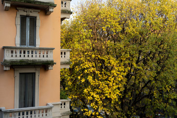 Old house and hackberry tree in Milan