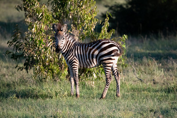 portrait of a young zebra