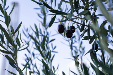 Greek olive tree with olives