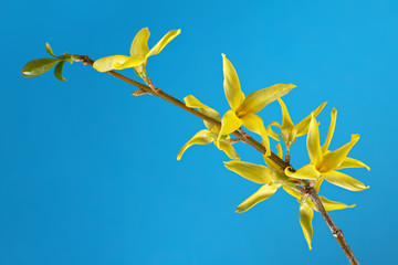 Bright yellow Forsythia flowers isolated on blue background, closeup macro photography. Copy space.