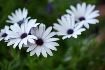 Beautiful white daisy flowers in the garden