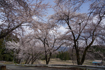 Fototapeta na wymiar 桜