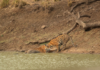 Naklejka na ściany i meble Tiger cub drinking water near her mother at Tadoba Andhari Tiger Reserve, India