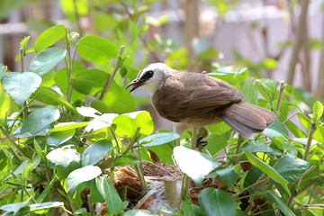 The yellow-vented bulbul  bird feeding chick at nest on a branch.