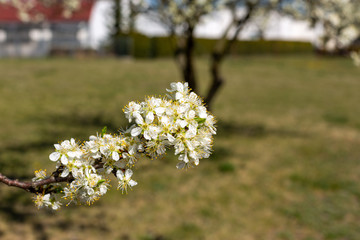 Blossom apple over nature background, spring flowers