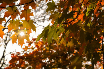 An Afternoon of Autumn in Watertown, Massachusetts
