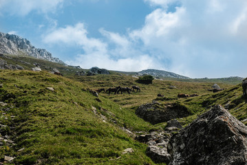 Fototapeta na wymiar Herd of horses amidst the rocky mountainous scenery.