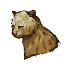 Herpailurus yagouaroundi portrait of animal. Watercolor drawing of Puma. Eyra profile mammal from Felinae family. Catlike predator, feline creature face and text. Jaguarundi vector illustration
