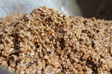 Close up image of wet spent malt grains, the leftover product produced during the beer brewing process. Often reused as animal feed.