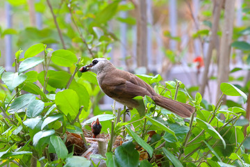 Fototapeta premium The yellow-vented bulbul bird feeding chick at nest on a branch.