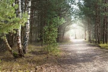 A dirt road through the arch of the old spruce and pine trees in a mixed coniferous forest. Sun...