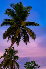 Obraz premium A colorful tropical scenic shot comprising of palm trees. The pink and blue colors of the sky gives this shot a coastal feel to it