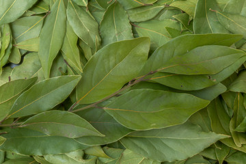 Fototapeta na wymiar Dried bay leaves texture background