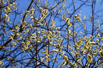 Horizontal shot of spring april. Fluffy yellow flowers on willow branches