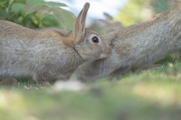 うさぎ6