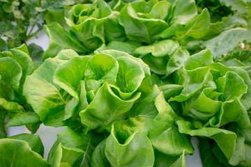 Hydroponics farm, Fresh vegetable at greenhouse farm garden.	