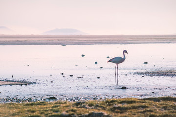 lonely pink flamingo