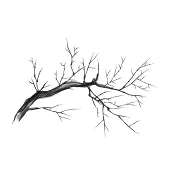 Bare branch vector silhouette graphics. Close up of dry branch. Vector isolated illustration.