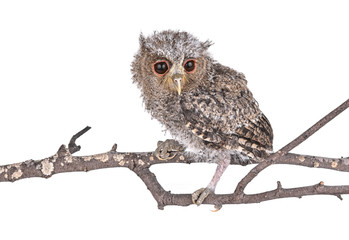 Owl isolated on a white background