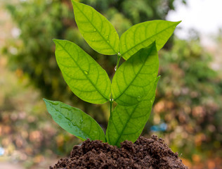 young plant in the ground