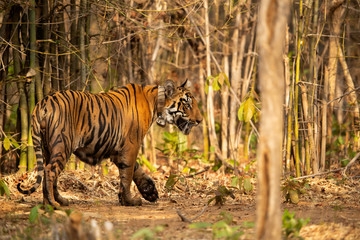 Tiger cub tagged with a collar entering inside bamboo forest at Tadoba Andhari Tiger Reserve, India