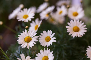 Garden camomile flowers, field with camomiles, camomile closeup, natural antiseptic. Chamomile close up. Chamomile medicinal plant on a sunny day. Blooming chamomile field natural herbal treatment.