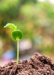 agriculture plant seeding growing step concept in garden and sunlight