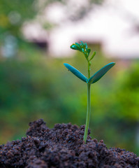 agriculture plant seeding growing step concept in garden and sunlight