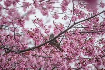 満開の桜の花とヒヨドリ