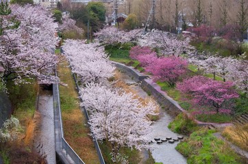 川沿いに咲く満開の桜の花