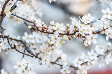 Naklejka premium White Plum Tree Blossoms in Spring in Northern Europe