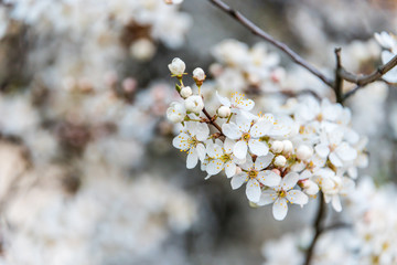 White Plum Tree Blossoms in Spring in Northern Europe