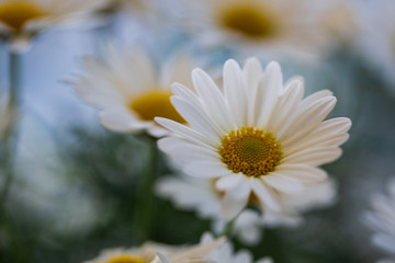 Obraz premium Beautiful white daisy flowers in the garden