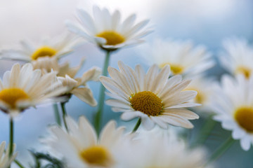 Fototapeta premium Garden camomile flowers, field with camomiles, camomile closeup, natural antiseptic. Chamomile close up. Chamomile medicinal plant on a sunny day. Blooming chamomile field natural herbal treatment.