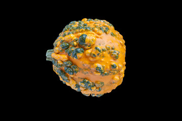 Cucurbita pepo - Zierkürbis