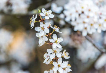Obraz premium White Plum Tree Blossoms in Spring in Northern Europe