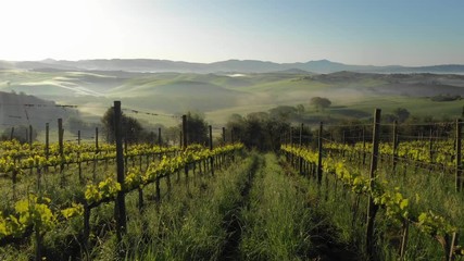 Tuscany Foggy Landscape. Misty Sunrise. Tuscany Vineyard. Vinery. Aerial View.