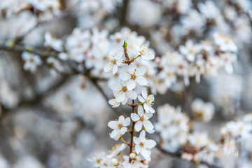 White Plum Tree Blossoms in Spring in Northern Europe