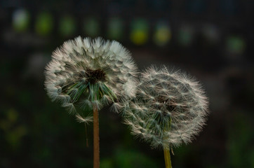 two blossoming dandelions with white seeds